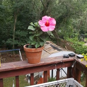 Meet your Posher, Deborah